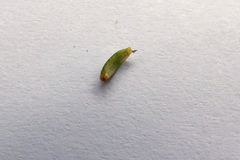 Lachnaea penicillata