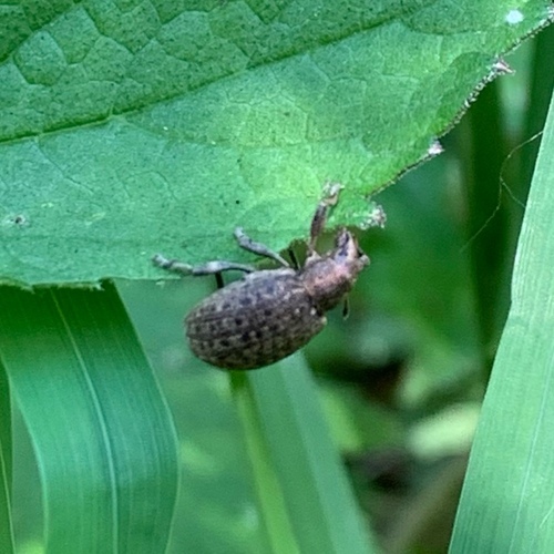 chequered weevil, Amsterdam Nieuw-West, Amsterdam, Nederland, photo 9 of 10