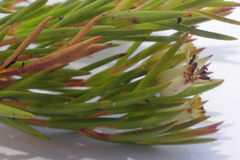 Stylapterus ericifolius