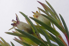 Stylapterus ericifolius