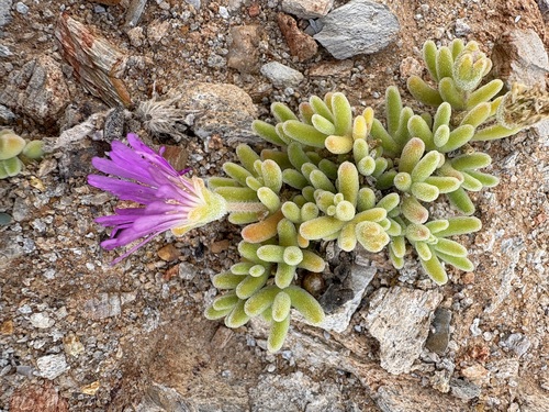 Hairy Dewflower (Drosanthemum hispidum)
