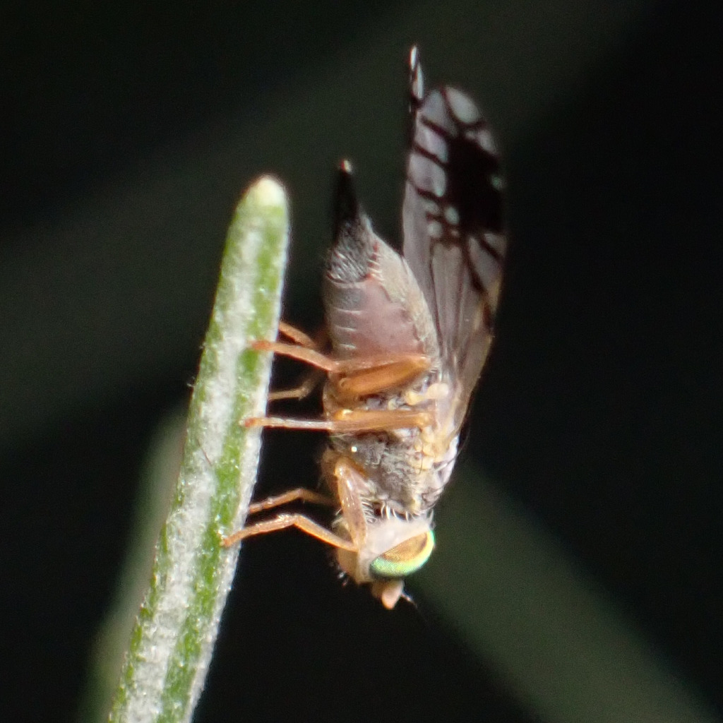 Trupanea femoralis