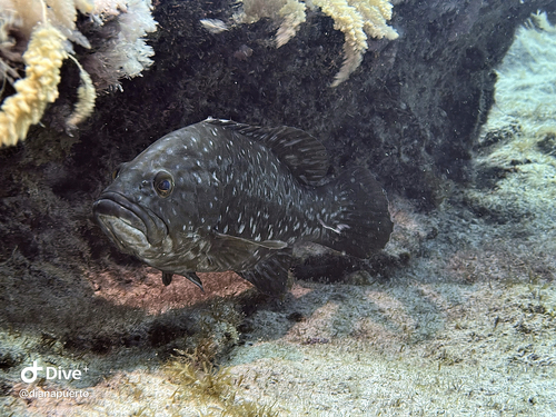 Mycteroperca fusca