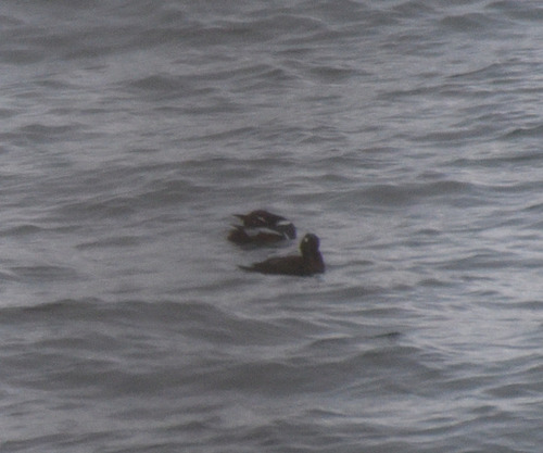 Harlequin Duck (Histrionicus histrionicus), photo 5