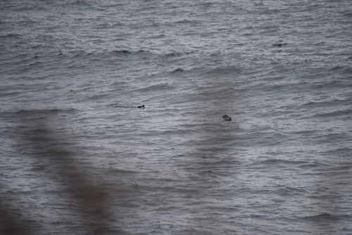 Harlequin Duck (Histrionicus histrionicus), photo 6