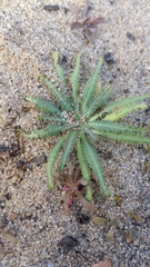 Amsinckia spectabilis