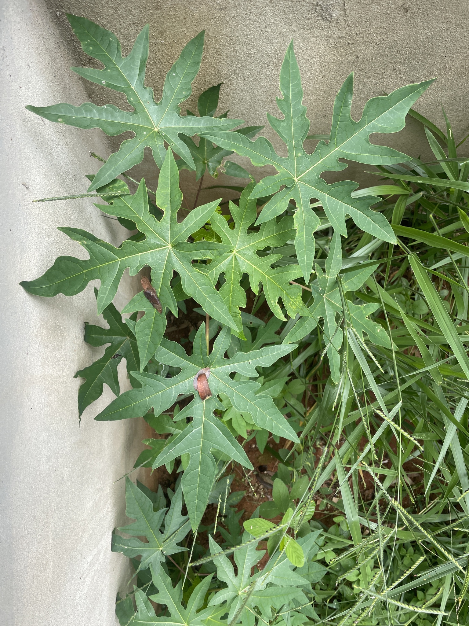 Carica papaya