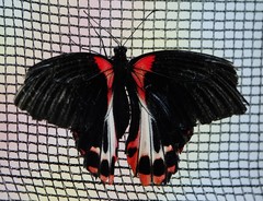 Papilio rumanzovia