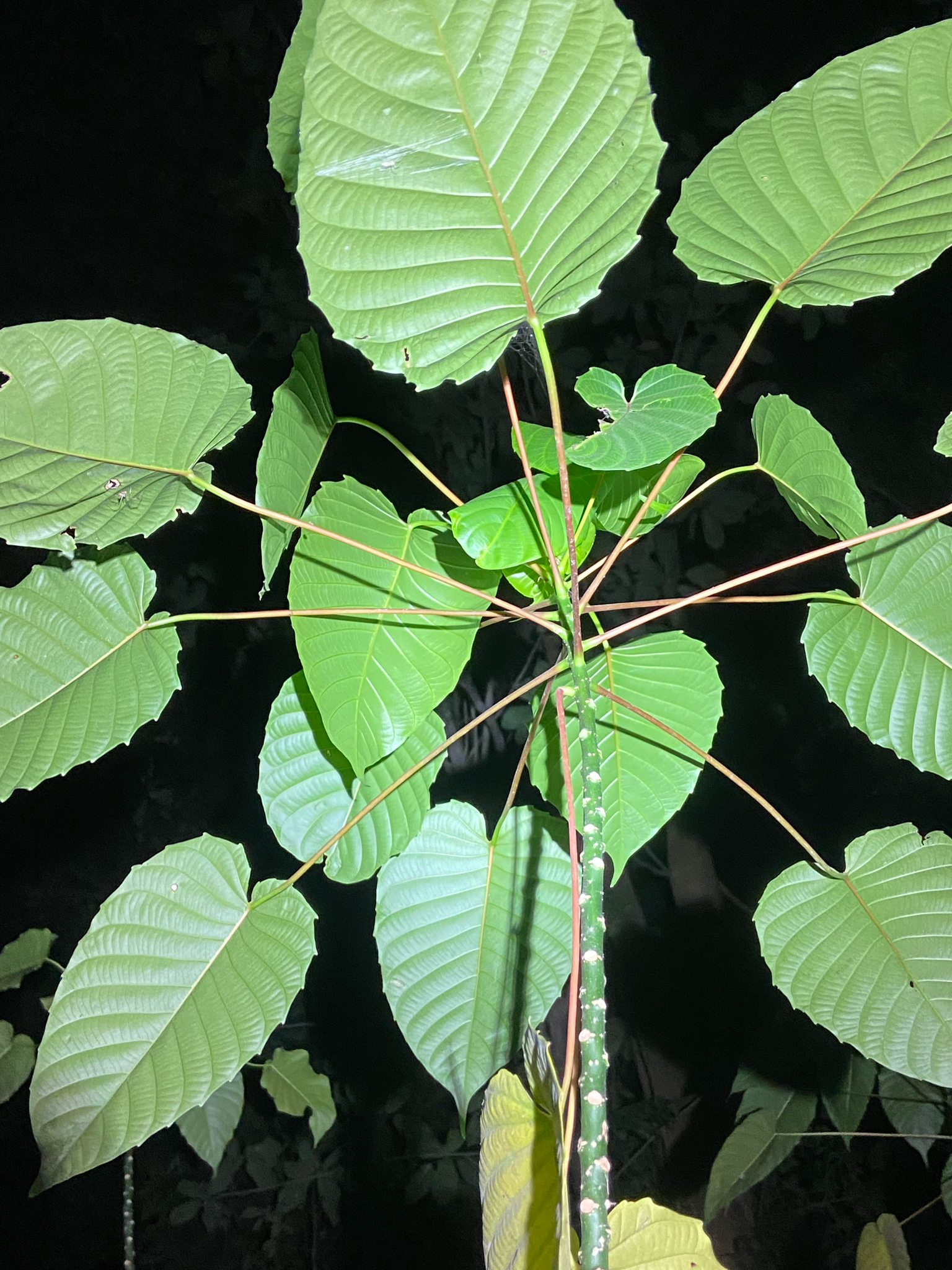 Hura crepitans (Hura crepitans)