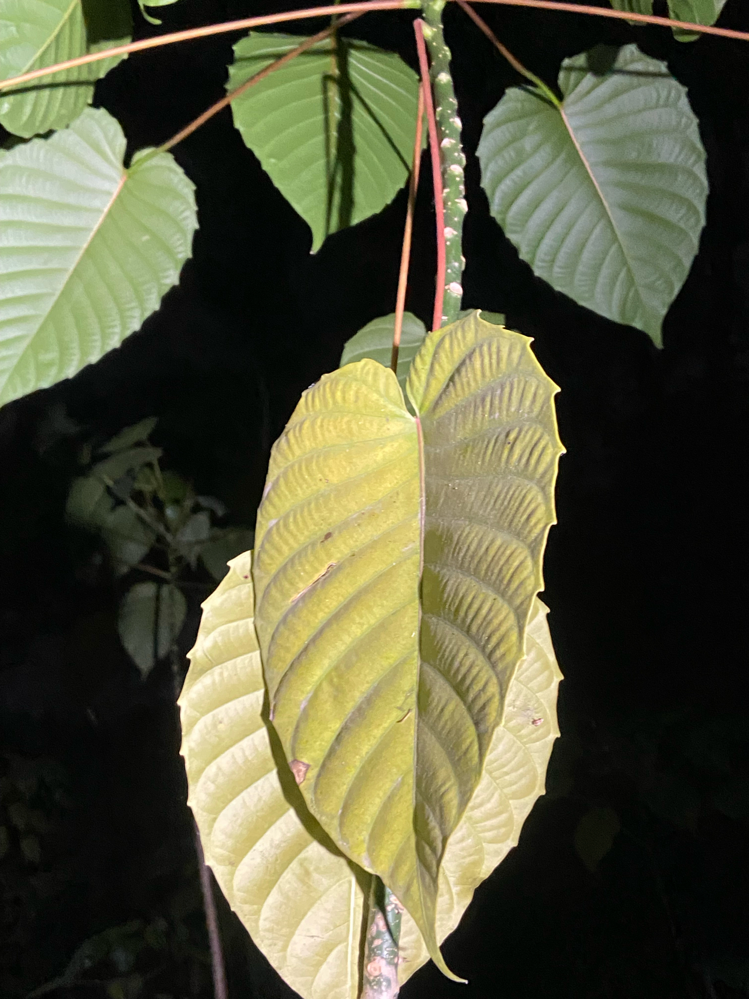 Hura crepitans — ảnh 3