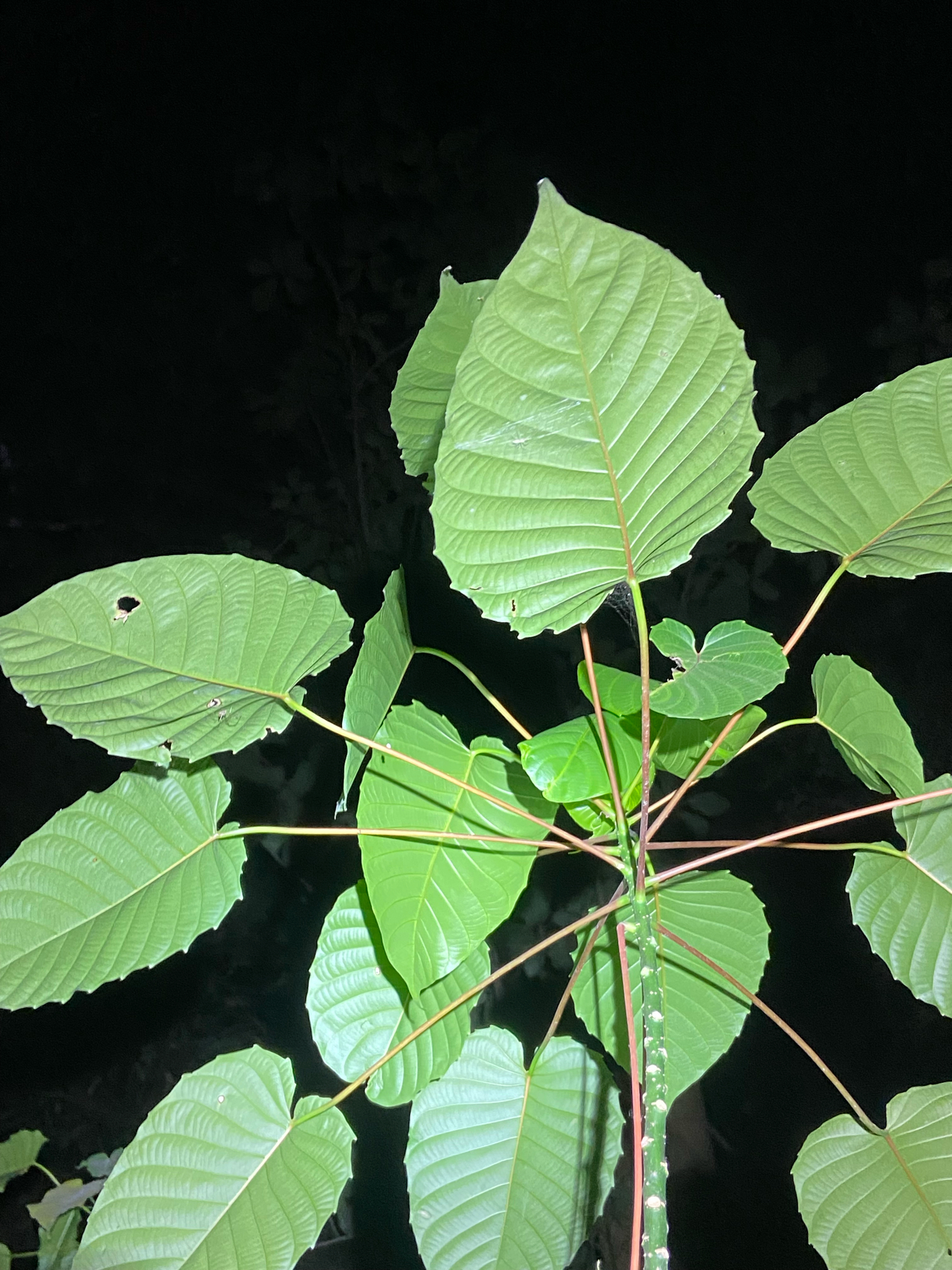 Hura crepitans — ảnh 2