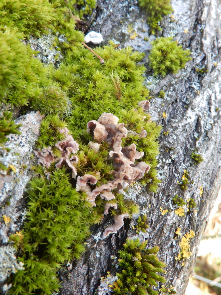 Chondrostereum purpureum · January 2026 · photo: © cryptomarasmius (iNaturalist, cc-by)