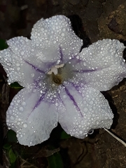 Ruellia pilosa