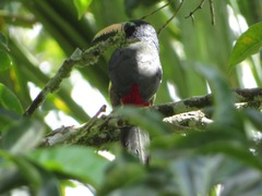 Pteroglossus inscriptus