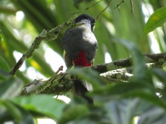 Pteroglossus inscriptus