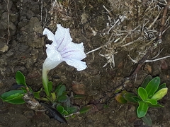 Ruellia pilosa