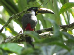 Pteroglossus inscriptus