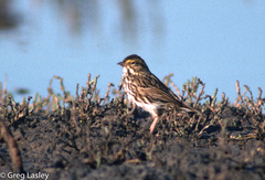 Passerculus sandwichensis beldingi