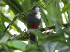 Pteroglossus inscriptus