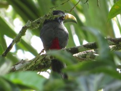 Pteroglossus inscriptus