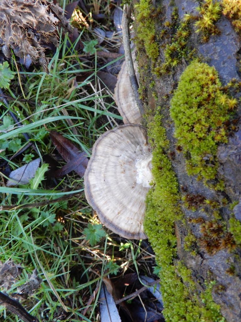 Daedaleopsis confragosa · January 2026 · photo: © cryptomarasmius (iNaturalist, cc-by)