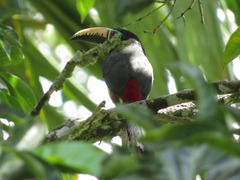 Pteroglossus inscriptus