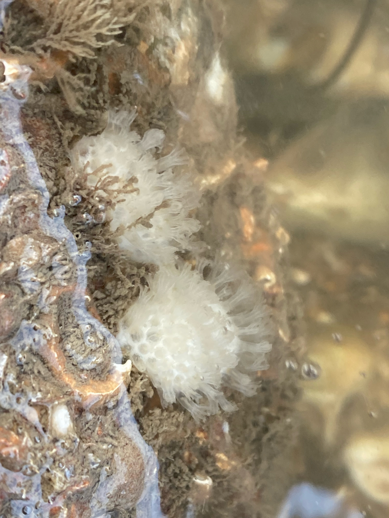 Alcyonium digitatum Linnaeus, 1758