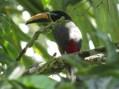 Pteroglossus inscriptus