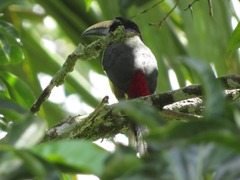 Pteroglossus inscriptus