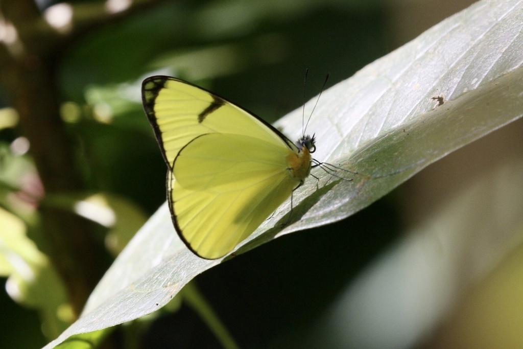 Golden White