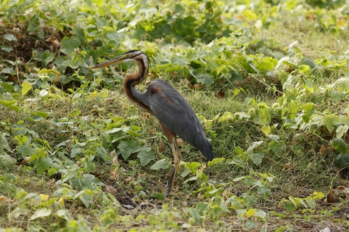 Purple Heron (Ardea purpurea), photo 5