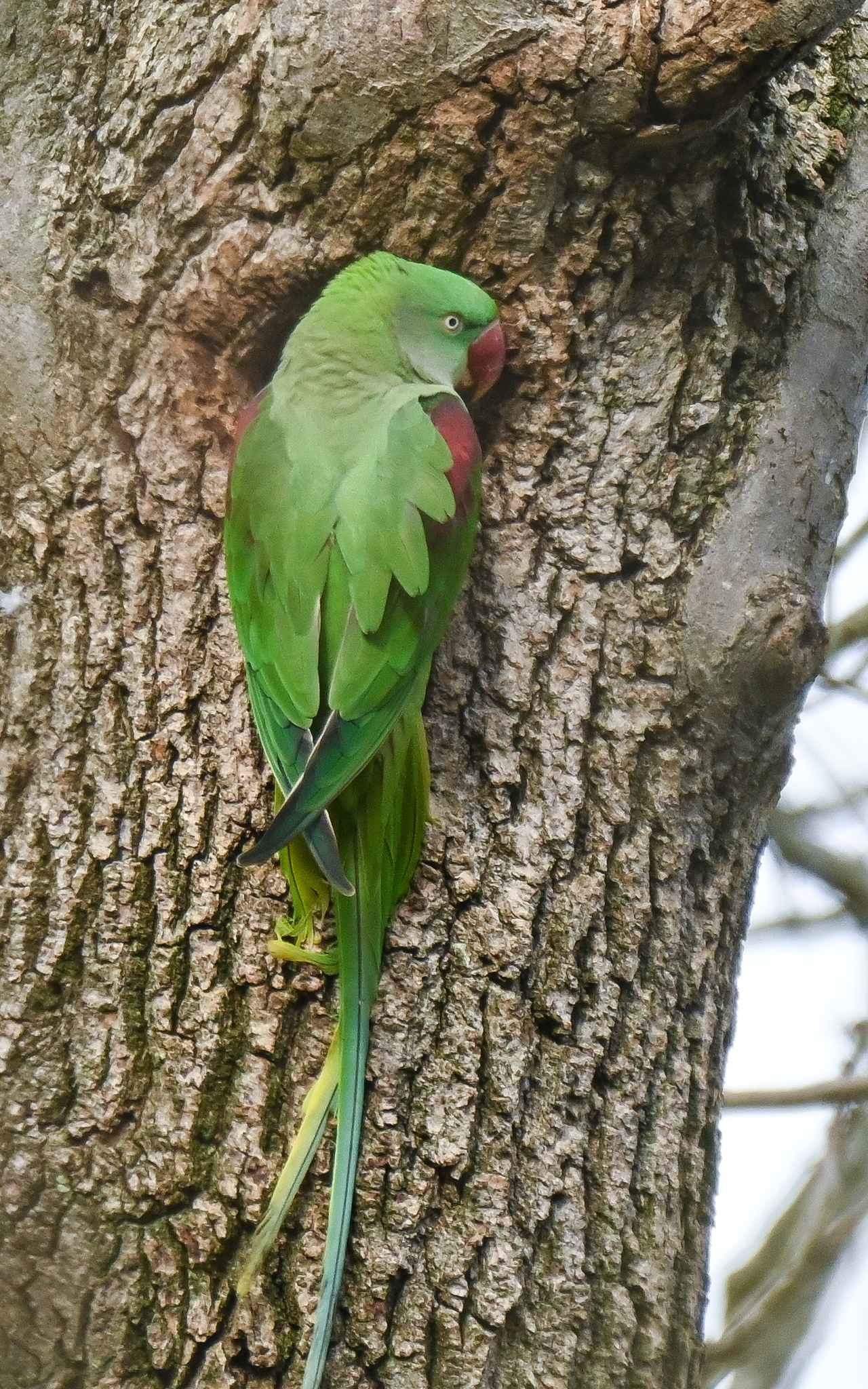 Alexandrine Parakeet (Psittacula eupatria), photo 3