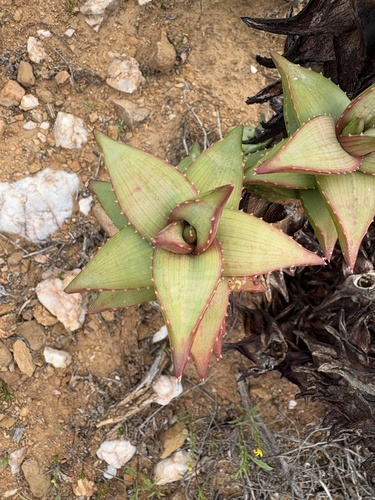 Aloe pearsonii, photograph 2