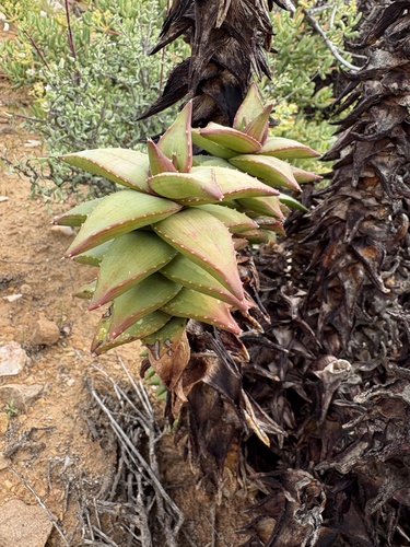 Pearson's Aloe (Aloe pearsonii)