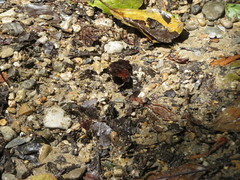 Ebrietas infanda
