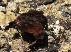 Ebrietas infanda