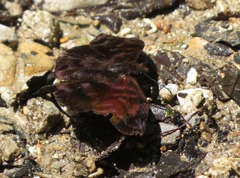 Ebrietas infanda