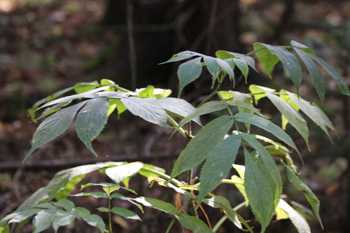 Siberian elder (Sambucus sibirica)