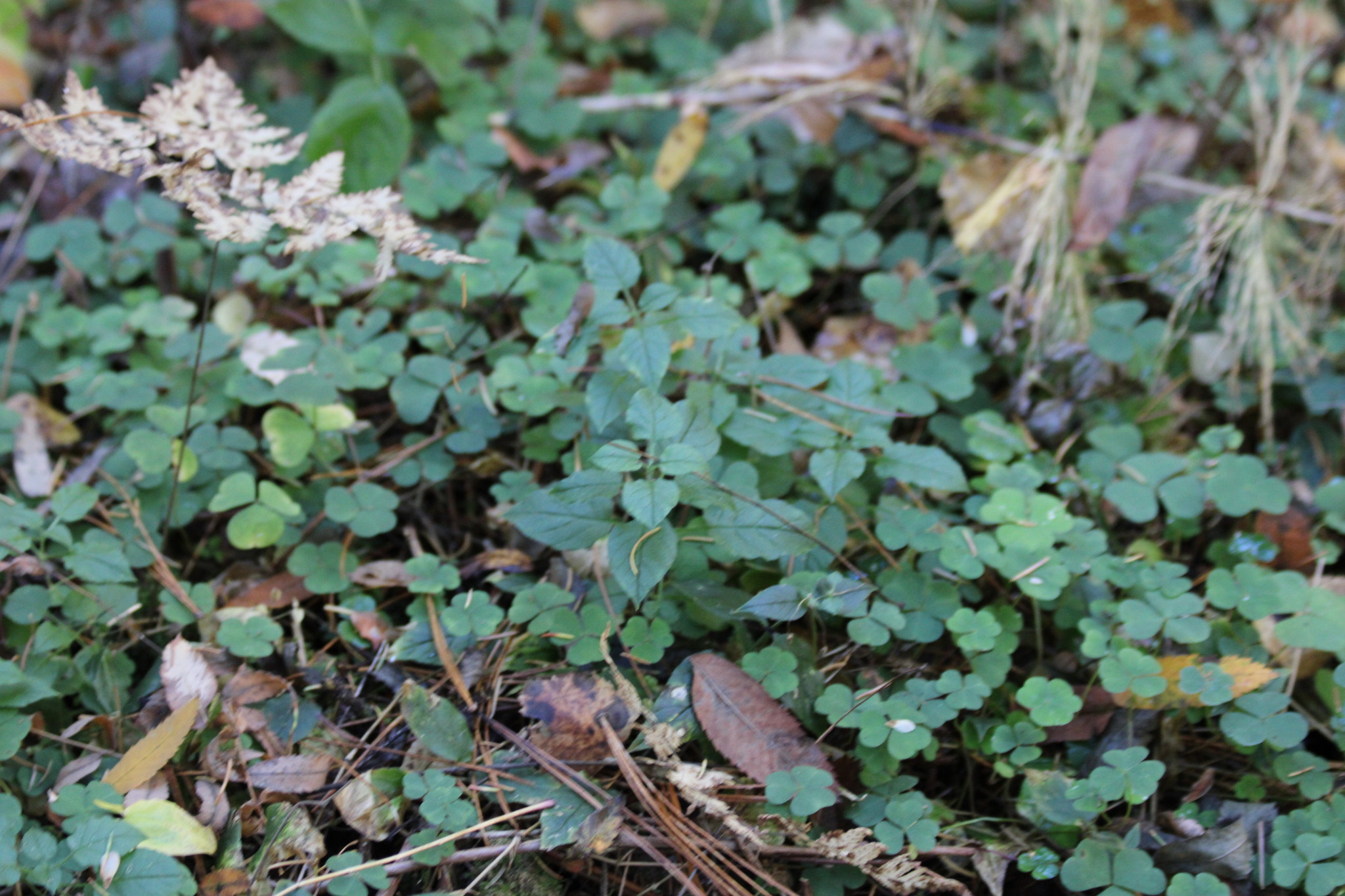 Bunge's Chickweed (Stellaria bungeana)