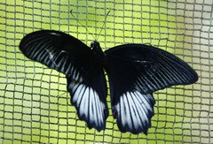 Papilio rumanzovia