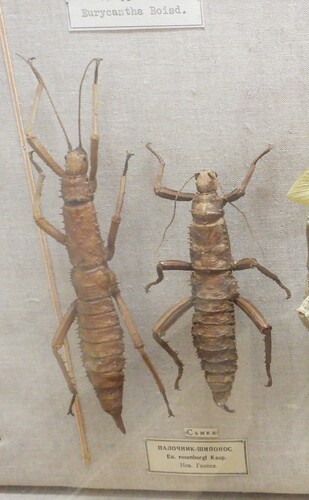 Eurycantha rosenbergii