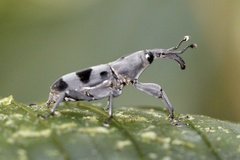 Rhodobaenus