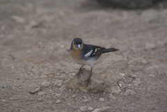 Fringilla coelebs palmae