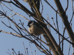 Parus major