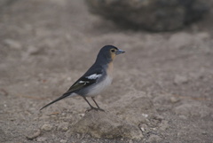 Fringilla coelebs palmae