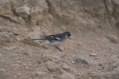 Fringilla coelebs palmae
