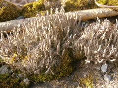 Cladonia