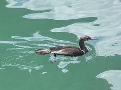 Phalacrocorax neglectus