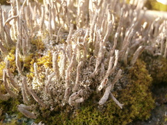 Cladonia