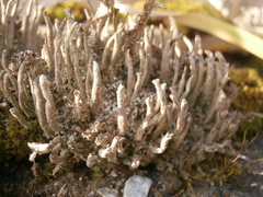 Cladonia